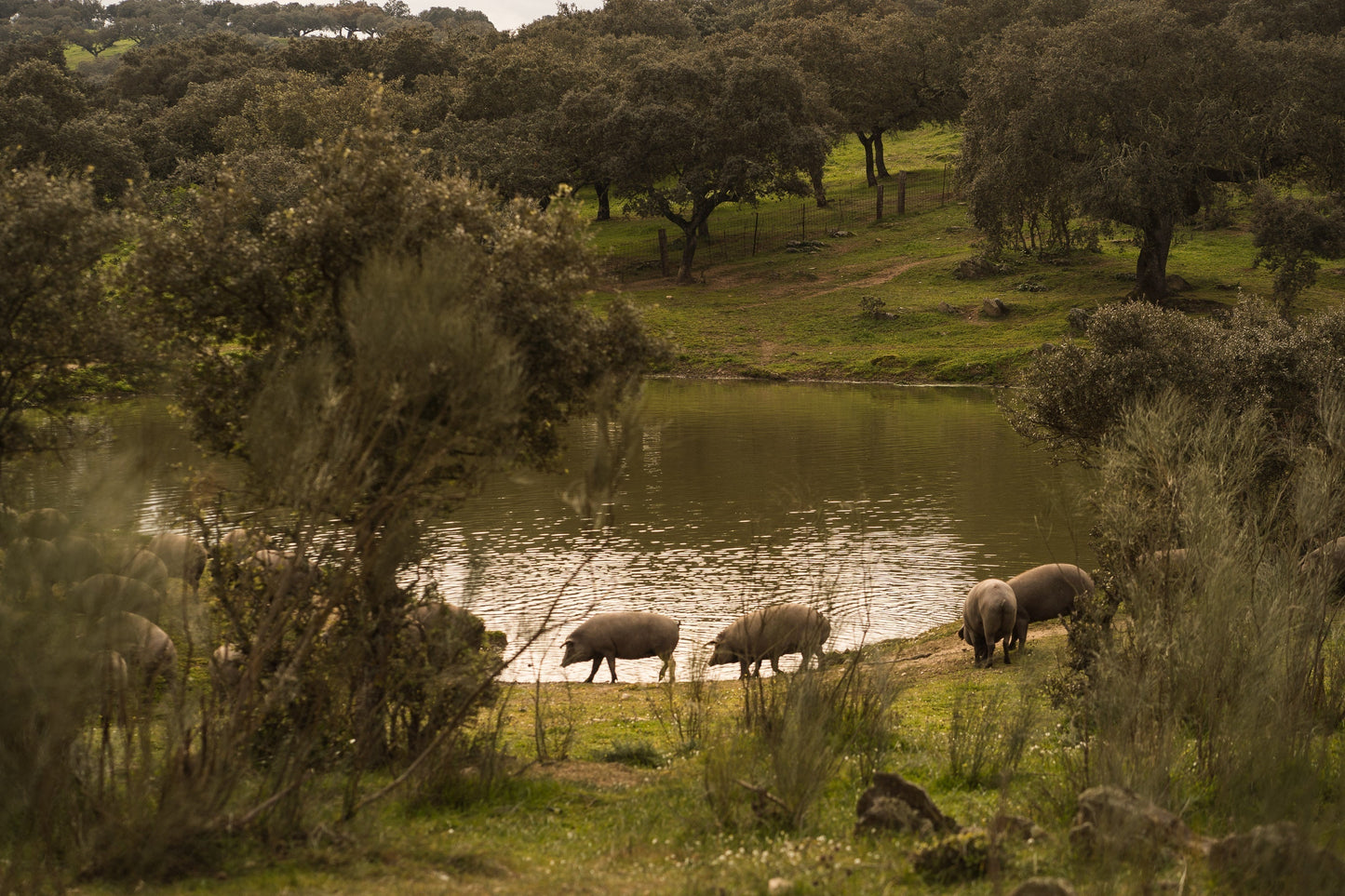 La montanera es la "Estación de las Bellotas"