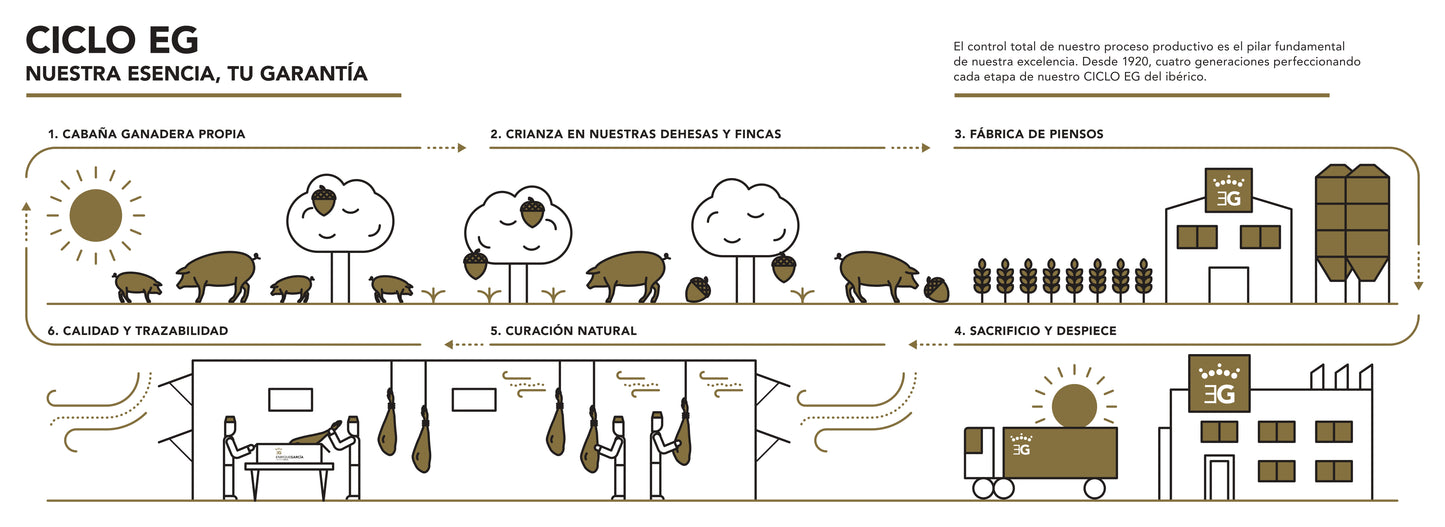 Ilustración Ciclo EG