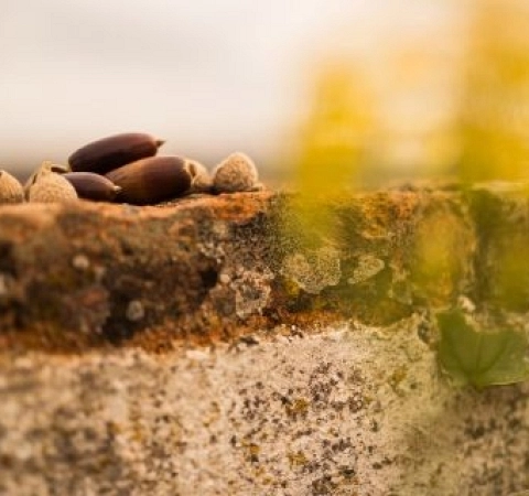 Alimentación